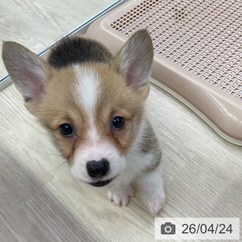 ウェルシュ・コーギー・ペンブロークの写真