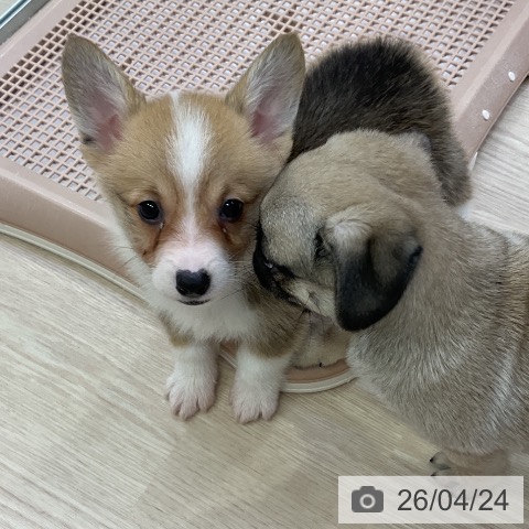 ウェルシュ・コーギー・ペンブロークの写真