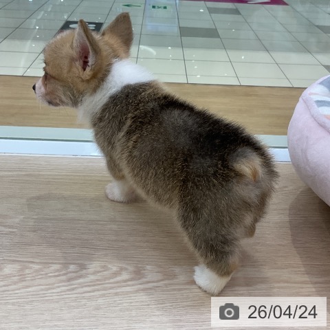 ウェルシュ・コーギー・ペンブロークの写真