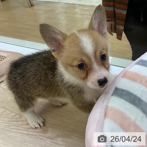 ウェルシュ・コーギー・ペンブロークの写真