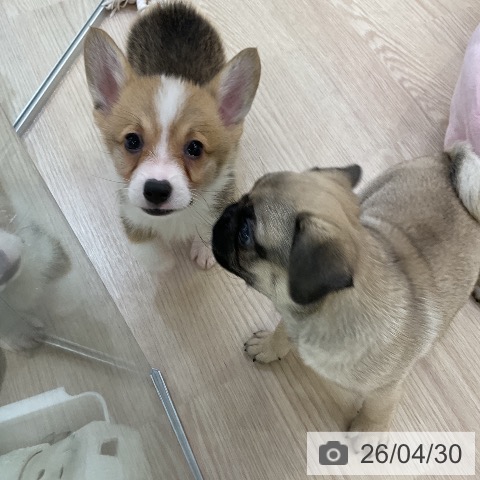 愛知県のウェルシュコーギーペンブローク (ペットプラス ナゴヤドーム前店/2026年2月21日生まれ/男の子/セーブルホワイト)の子犬の4枚目の画像