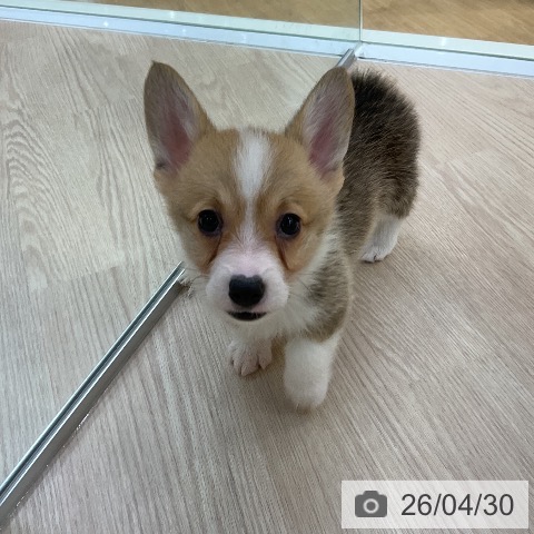 愛知県のウェルシュコーギーペンブローク (ペットプラス ナゴヤドーム前店/2026年2月21日生まれ/男の子/セーブルホワイト)の子犬の3枚目の画像