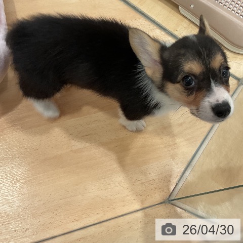 愛知県のウェルシュコーギーペンブローク (ペットプラス 名古屋茶屋店/2026年2月21日生まれ/女の子/ブラックタンホワイト)の子犬の3枚目の画像