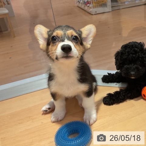 愛知県のウェルシュコーギーペンブローク (ペットプラス 名古屋茶屋店/2026年2月21日生まれ/女の子/ブラックタンホワイト)の子犬の4枚目の画像