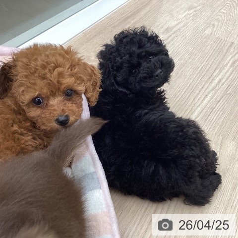 トイ・プードルの写真