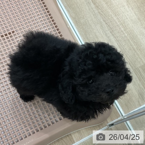 トイ・プードルの写真