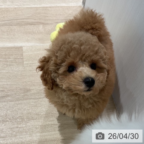 三重県のトイプードル(トイ) (ペットプラス 鈴鹿店/2026年2月20日生まれ/女の子/アプリコット)の子犬の4枚目の画像