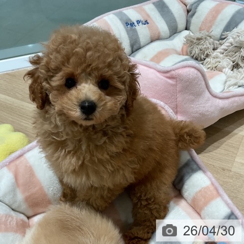 三重県のトイプードル(トイ) (ペットプラス 鈴鹿店/2026年2月20日生まれ/女の子/アプリコット)の子犬の3枚目の画像