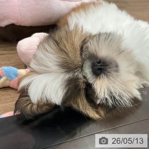 シー・ズーの写真