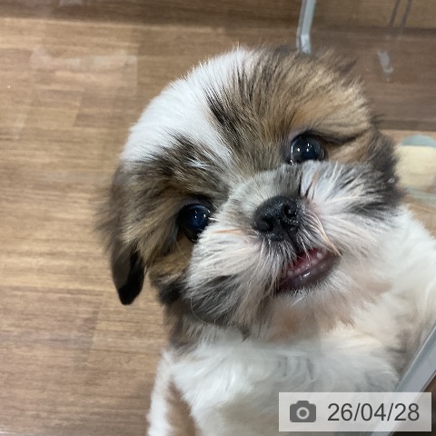 愛知県のシーズー (ペッツワン 東海店/2026年2月21日生まれ/女の子/ゴールドホワイト)の子犬の4枚目の画像