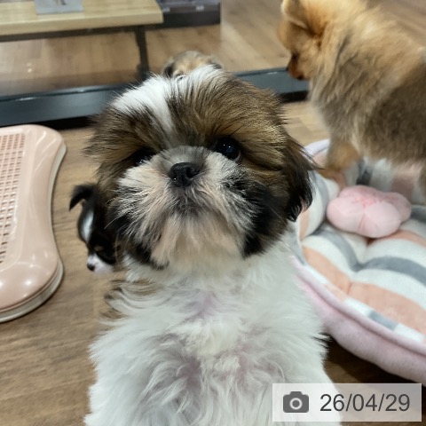 愛知県のシーズー (ペッツワン 東海店/2026年2月21日生まれ/女の子/ゴールドホワイト)の子犬の3枚目の画像