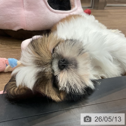 愛知県のシーズー (ペッツワン 東海店/2026年2月21日生まれ/女の子/ゴールドホワイト)の子犬の4枚目の画像