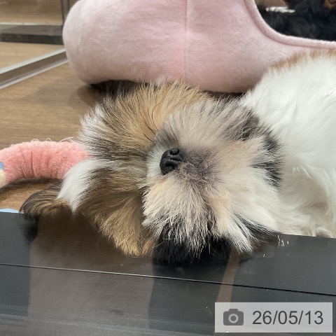 愛知県のシーズー (ペッツワン 東海店/2026年2月21日生まれ/女の子/ゴールドホワイト)の子犬の3枚目の画像