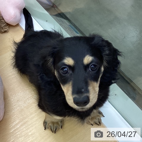 三重県のミニチュアダックスフンド(ロング) (ペットプラス 津南店/2026年2月17日生まれ/男の子/ブラックイエロー)の子犬の4枚目の画像