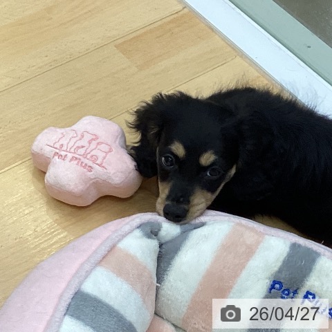 三重県のミニチュアダックスフンド(ロング) (ペットプラス 津南店/2026年2月17日生まれ/男の子/ブラックイエロー)の子犬の3枚目の画像