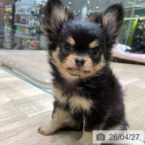 愛知県のチワワ(ロング) (ペットプラス 則武新町店/2026年2月18日生まれ/女の子/ブラックタン)の子犬の4枚目の画像