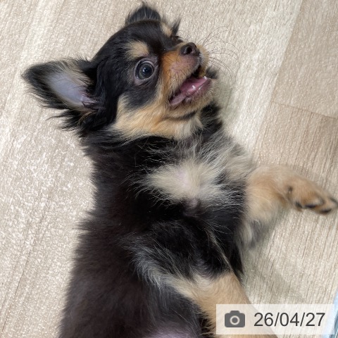 愛知県のチワワ(ロング) (ペットプラス 則武新町店/2026年2月18日生まれ/女の子/ブラックタン)の子犬の3枚目の画像