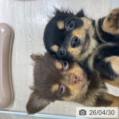 富山県のチワワ(ロング) (ペットプラス 高岡店/2026年2月18日生まれ/女の子/ブラックタン)の子犬の4枚目の画像