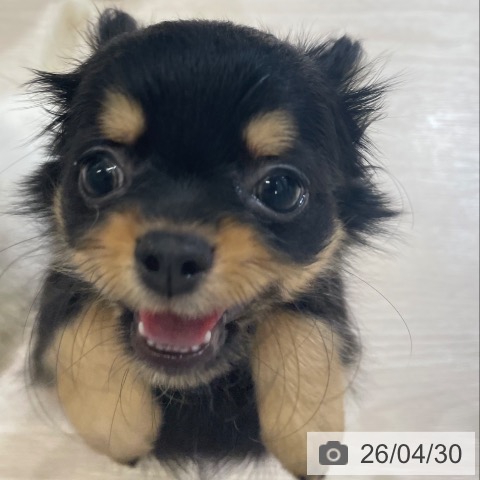 富山県のチワワ(ロング) (ペットプラス 高岡店/2026年2月18日生まれ/女の子/ブラックタン)の子犬の3枚目の画像