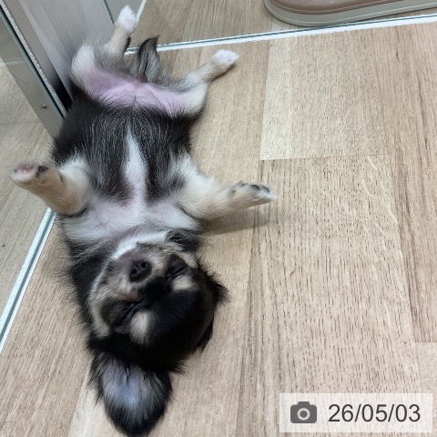愛知県のチワワ(ロング) (ペットプラス 熱田店/2026年2月18日生まれ/女の子/ブラックタン)の子犬の3枚目の画像