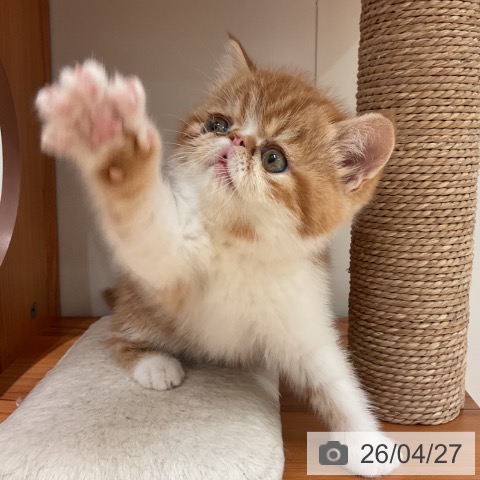 愛知県のエキゾチック (ペットプラス 名古屋茶屋店/2026年2月20日生まれ/男の子/レッドタビーホワイト)の子猫の4枚目の画像