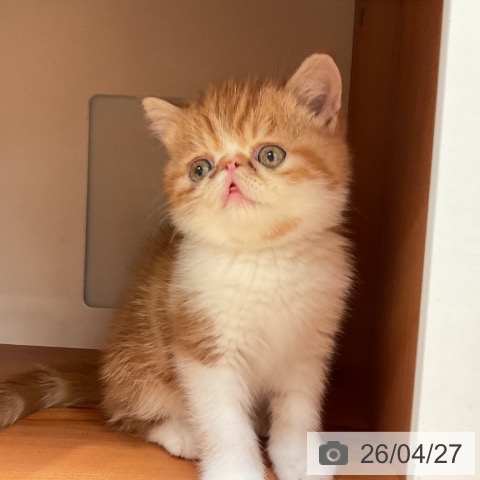 愛知県のエキゾチック (ペットプラス 名古屋茶屋店/2026年2月20日生まれ/男の子/レッドタビーホワイト)の子猫の3枚目の画像