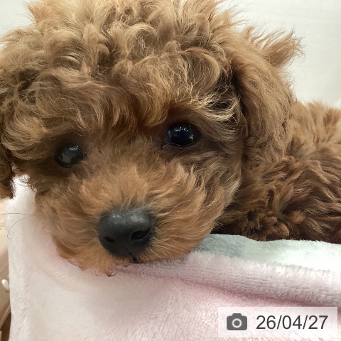 愛知県のトイプードル(トイ) (ペットプラス 名古屋茶屋店/2026年2月21日生まれ/男の子/レッド)の子犬の4枚目の画像
