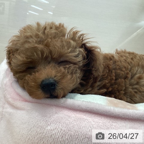 愛知県のトイプードル(トイ) (ペットプラス 名古屋茶屋店/2026年2月21日生まれ/男の子/レッド)の子犬の3枚目の画像