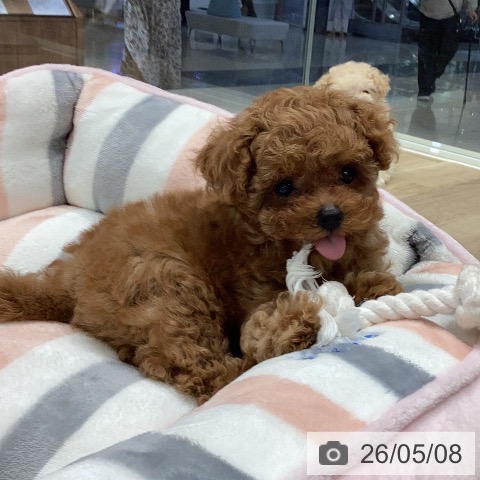 岐阜県のトイプードル(トイ) (ペットプラス 各務原店/2026年2月21日生まれ/男の子/レッド)の子犬の4枚目の画像