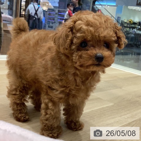 岐阜県のトイプードル(トイ) (ペットプラス 各務原店/2026年2月21日生まれ/男の子/レッド)の子犬の3枚目の画像