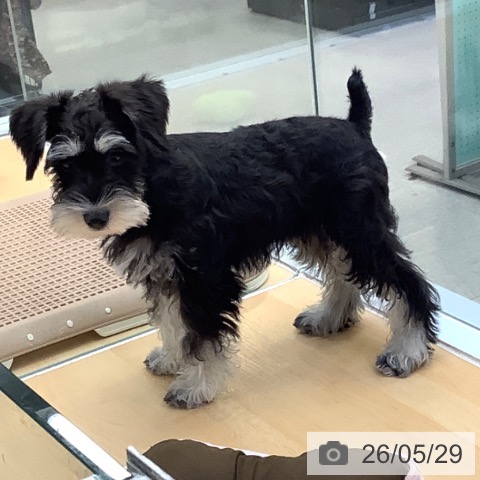 愛知県のミニチュアシュナウザー (ペットプラス 三好店/2026年2月21日生まれ/男の子/ブラックシルバー)の子犬の4枚目の画像
