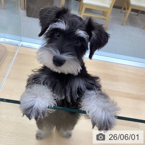 愛知県のミニチュアシュナウザー (ペットプラス 三好店/2026年2月21日生まれ/男の子/ブラックシルバー)の子犬の3枚目の画像