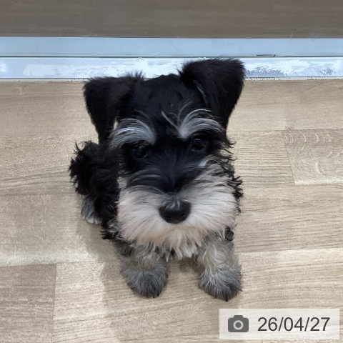 ミニチュア・シュナウザーの写真