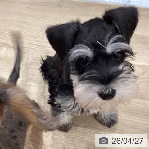 ミニチュア・シュナウザーの写真