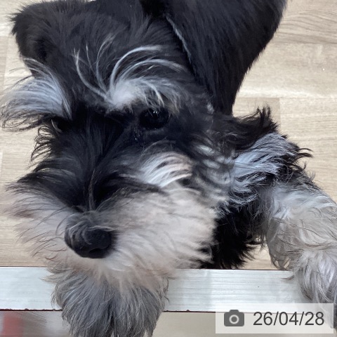 愛知県のミニチュアシュナウザー (ペットプラス 東浦店/2026年2月21日生まれ/男の子/ブラックシルバー)の子犬の3枚目の画像