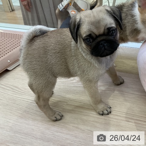 パグの写真