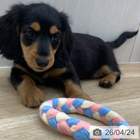 ミニチュア・ダックスフンドの写真