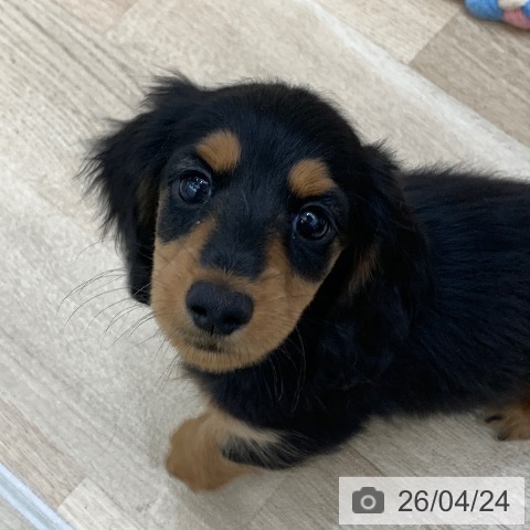 ミニチュア・ダックスフンドの写真