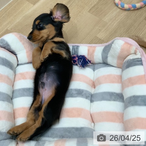 ミニチュア・ダックスフンドの写真