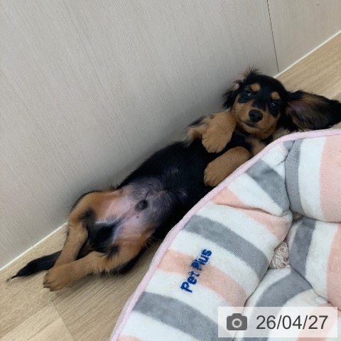 ミニチュア・ダックスフンドの写真