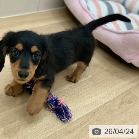 ミニチュア・ダックスフンドの写真