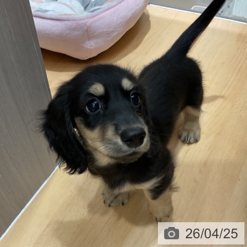 ミニチュア・ダックスフンドの写真