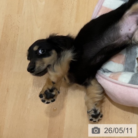 石川県のミニチュアダックスフンド(ロング) (ペットプラス 新小松店/2026年2月23日生まれ/男の子/ブラックタン)の子犬の3枚目の画像