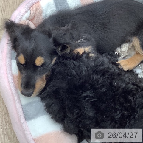 ミニチュア・ダックスフンドの写真