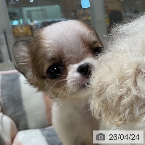 愛知県のチワワ(ロング) (ペットプラス ナゴヤドーム前店/2026年2月19日生まれ/女の子/レッドホワイト)の子犬の4枚目の画像