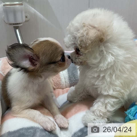 愛知県のチワワ(ロング) (ペットプラス ナゴヤドーム前店/2026年2月19日生まれ/女の子/レッドホワイト)の子犬の3枚目の画像