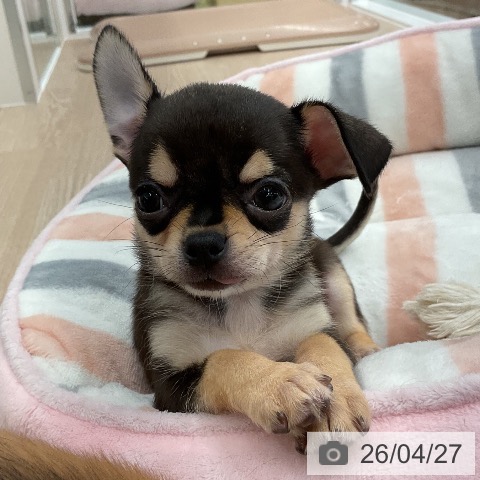 福井県のチワワ(ロング) (ペットプラス 福井店/2026年2月22日生まれ/男の子/ブラックタン)の子犬の4枚目の画像