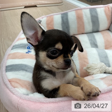 福井県のチワワ(ロング) (ペットプラス 福井店/2026年2月22日生まれ/男の子/ブラックタン)の子犬の3枚目の画像