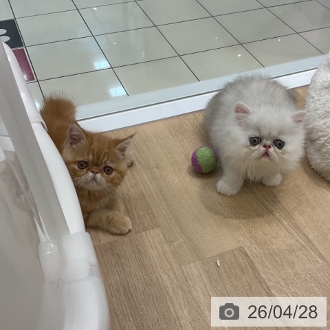 ペルシャの写真