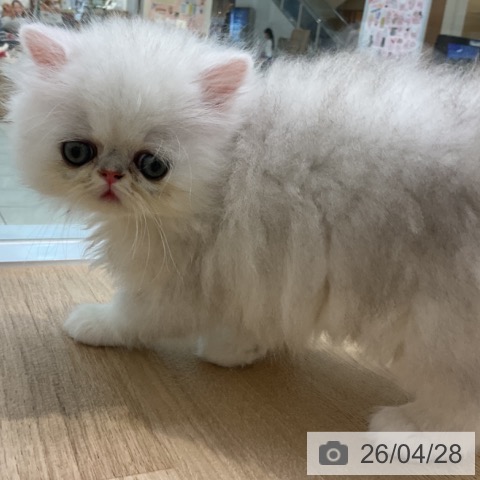 ペルシャの写真